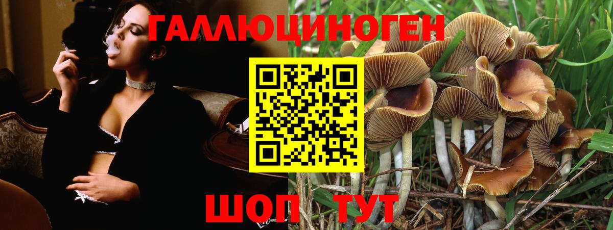 закладка  Вход с VPN  Галлюциногенные грибы Psilocybine cubensis  Магадан  Галлюциногенные грибы Cubensis 